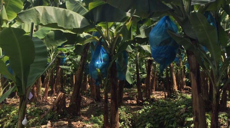 Sigatoka Negra, enfermedad del plátano y banano